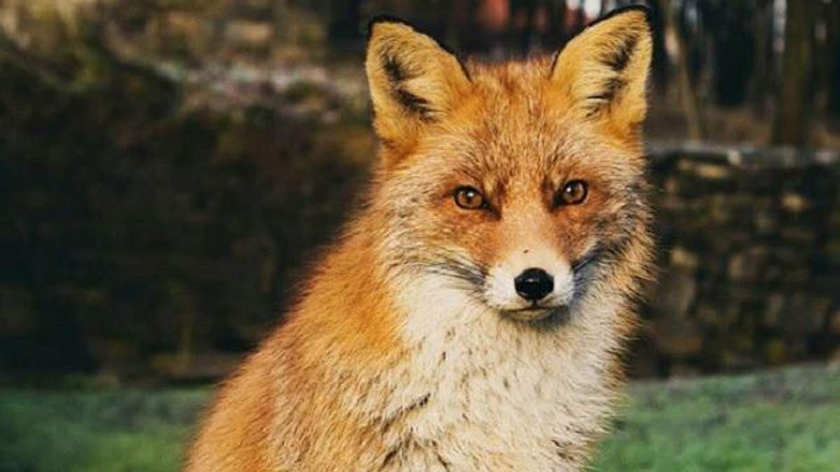 У Львові рятувальники витягнули з басейну лисицю У Львові рятувальники витягнули з басейну лисицю