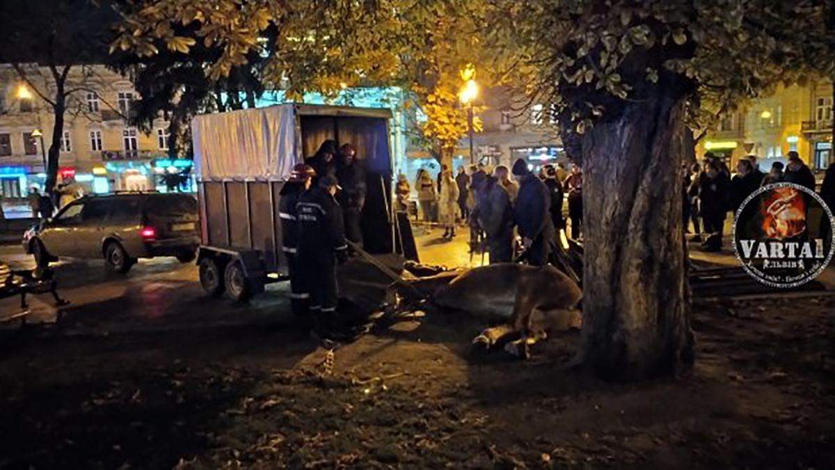 У Львові заборонили на тиждень катати людей на конях У Львові заборонили на тиждень катати людей на конях