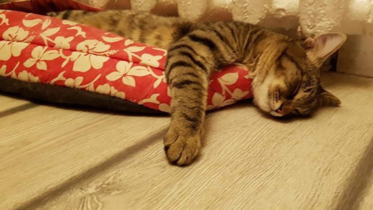 У Новий Розділ та Новояворівськ подали тепло У Новий Розділ та Новояворівськ подали тепло