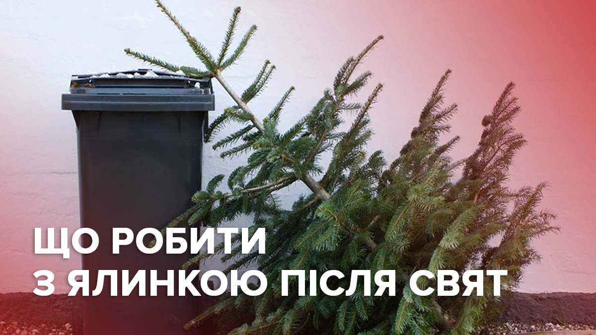 Чому ялинки небезпечно викидати на смітник Чому ялинки небезпечно викидати на смітник