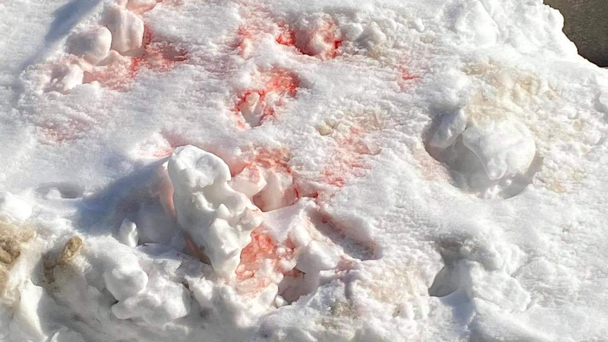 У Львові можуть діяти доґхантери: що робити якщо побачили рожевий сніг У Львові можуть діяти доґхантери: що робити якщо побачили рожевий сніг