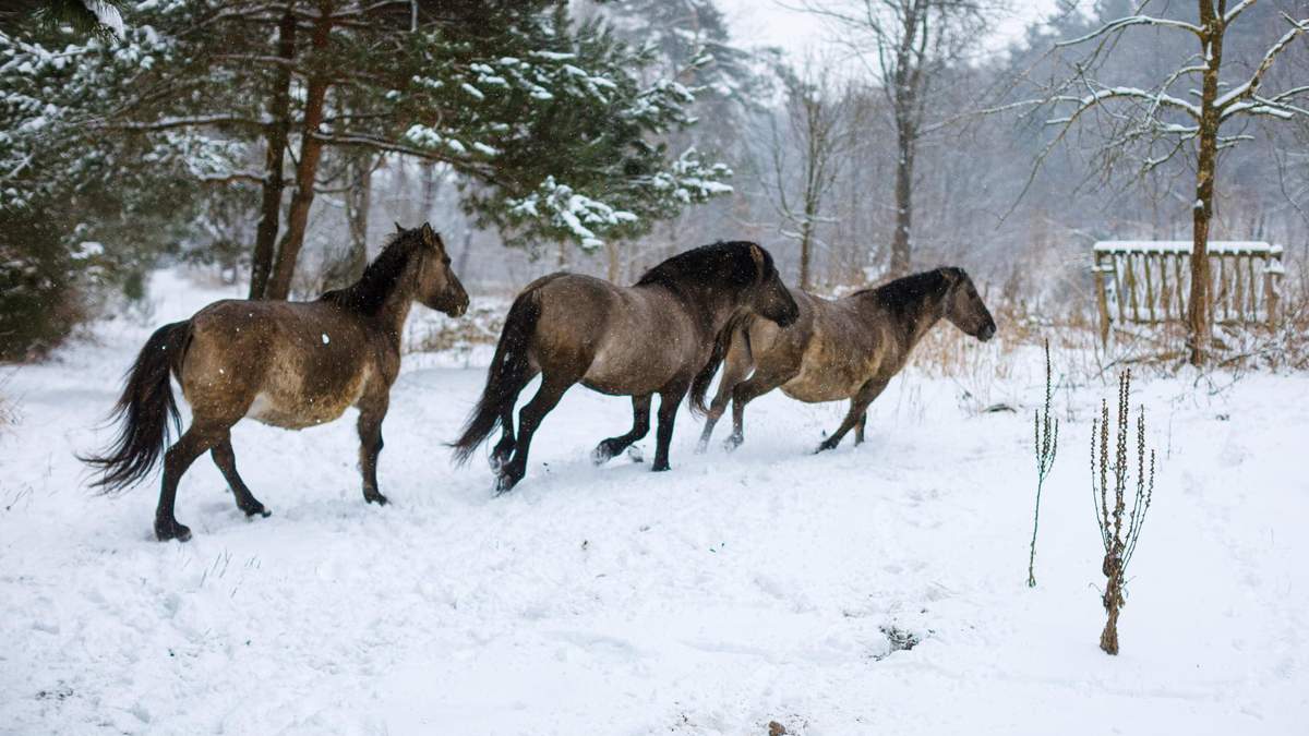 На Львівщині розводять нащадків рідкісних диких коней тарпанів На Львівщині розводять нащадків рідкісних диких коней тарпанів