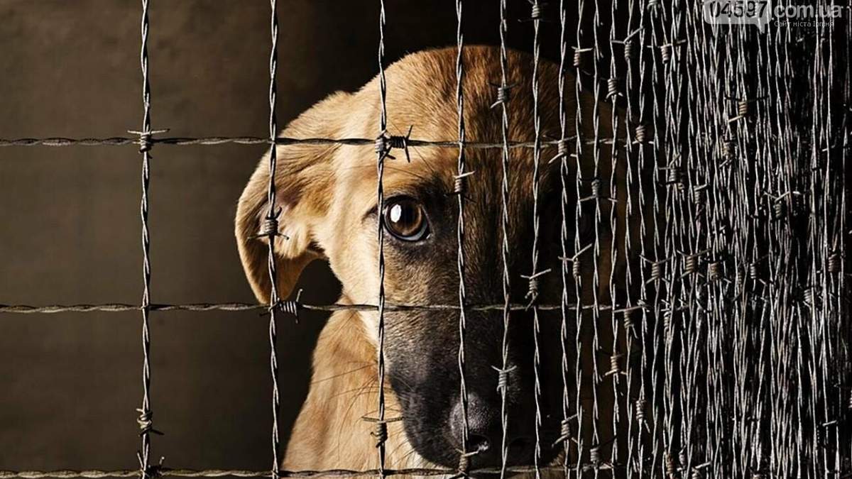 Чоловік у мережі обурився через лайно собак: поліція в його дописі побачила кримінал Чоловік у мережі обурився через лайно собак: поліція в його дописі побачила кримінал