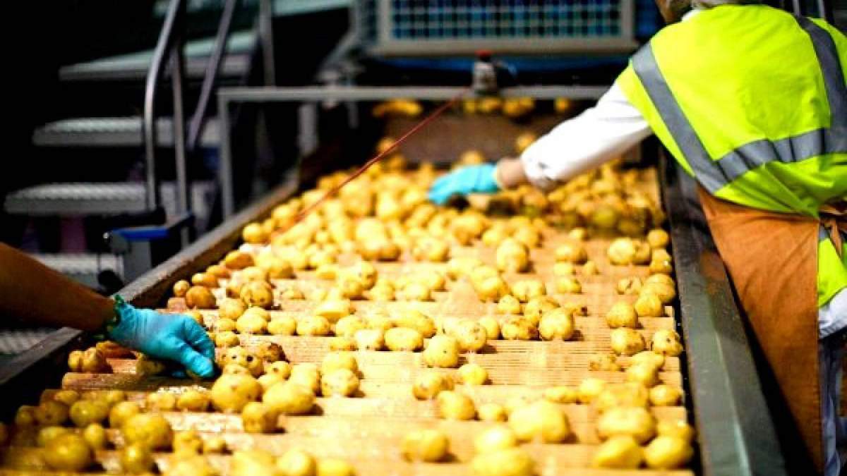 На Львовщине построят завод по переработке картофеля за 7 миллионов долларов На Львовщине построят завод по переработке картофеля за 7 миллионов долларов
