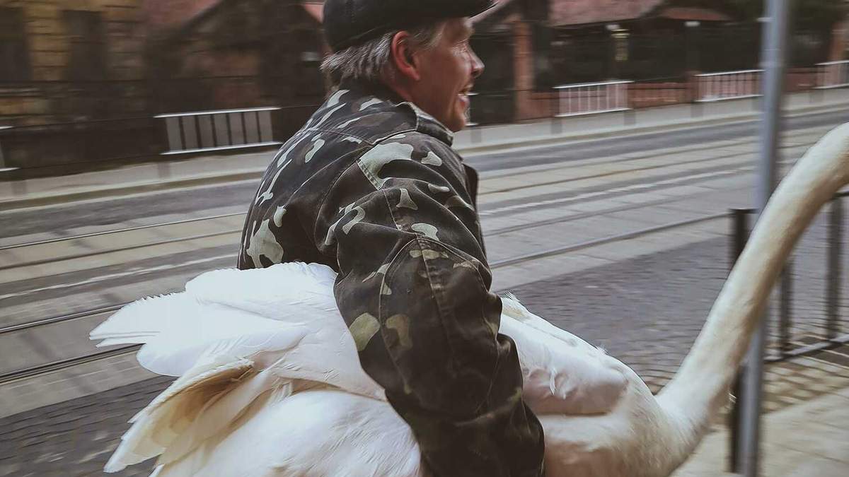 Во Львове из Стрыйского парка убежал лебедь-шипун - смешные фото Во Львове из Стрыйского парка убежал лебедь-шипун - смешные фото