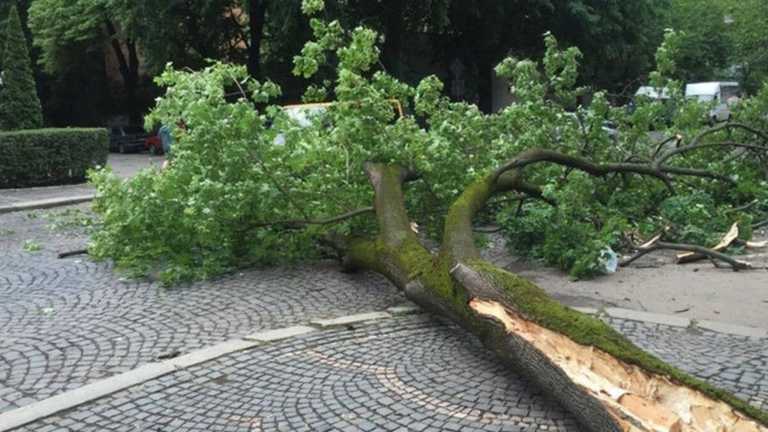 Приора упало дерево