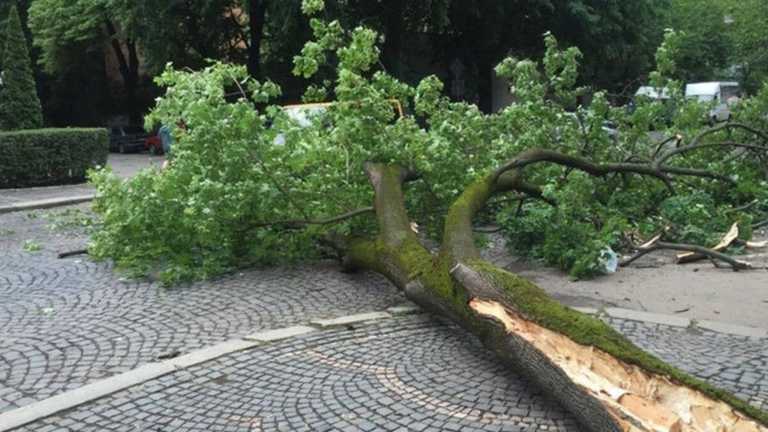 Приора упало дерево Приора упало дерево